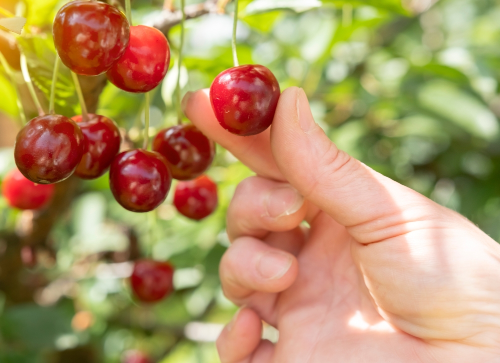 Komad trešnje 140 evra