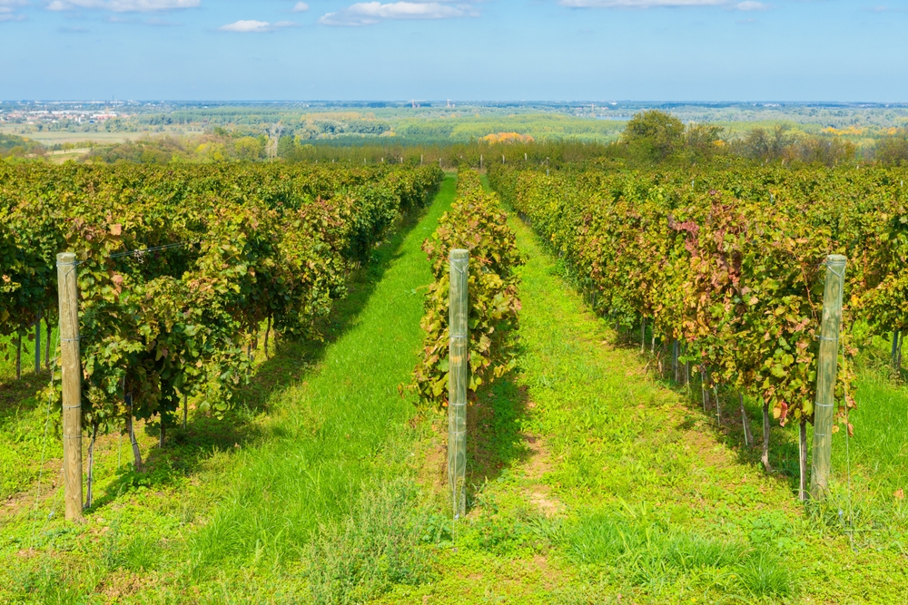Vinograd