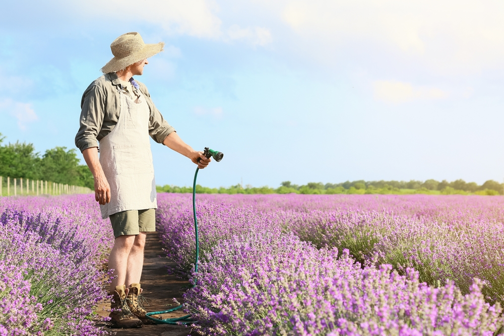 lavanda