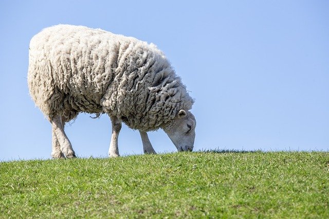 Ograničava se uzgoj koza i ovaca - Virus izaziva zaraznu bolest
