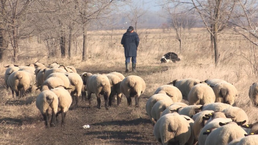 Još jedna promena na stočnim pijacama - cena jagnjadi otišla na dole