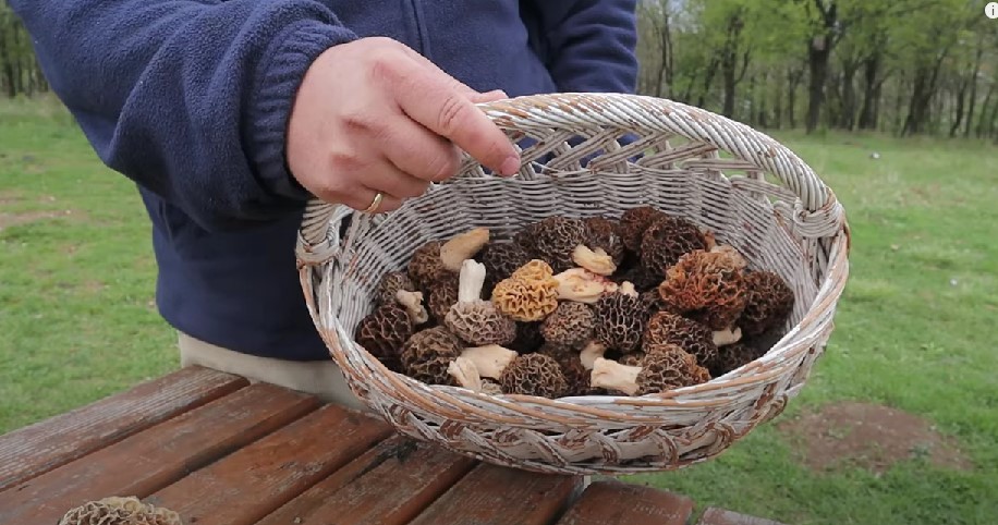 PRAVO BLAGO IZ SRPSKIH ŠUMA Samo 50 grama ove pečurke košta 1.200 dinara, a potraga za njima nije uopšte laka