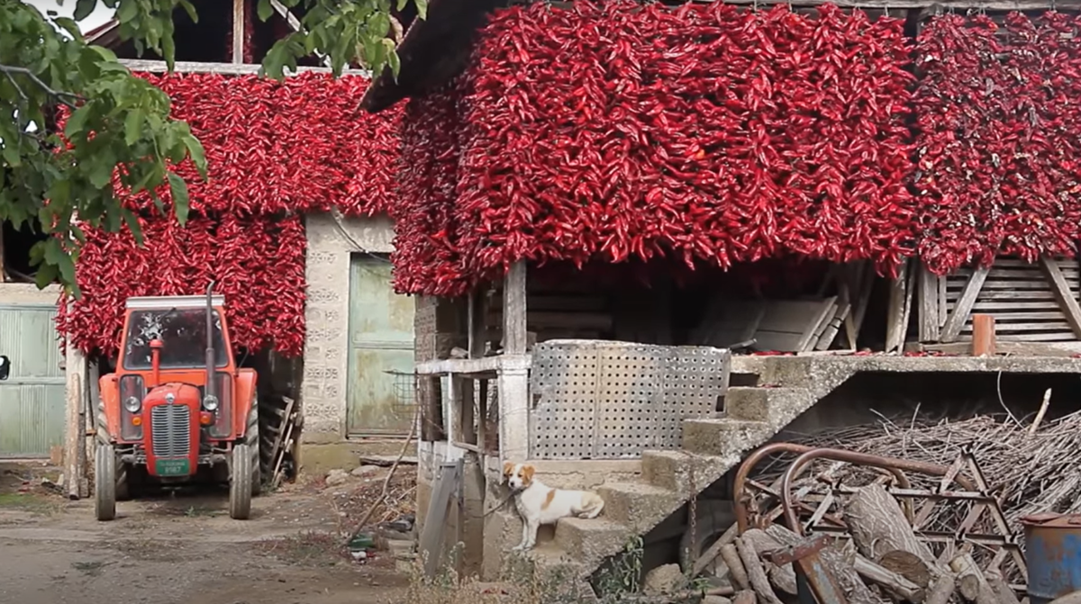PRESTONICA PAPRIKE NA JUGU SRBIJE Mladi poljoprivrednik razvija biznis uzgoja autohtone sorte koja raste samo u jednom selu