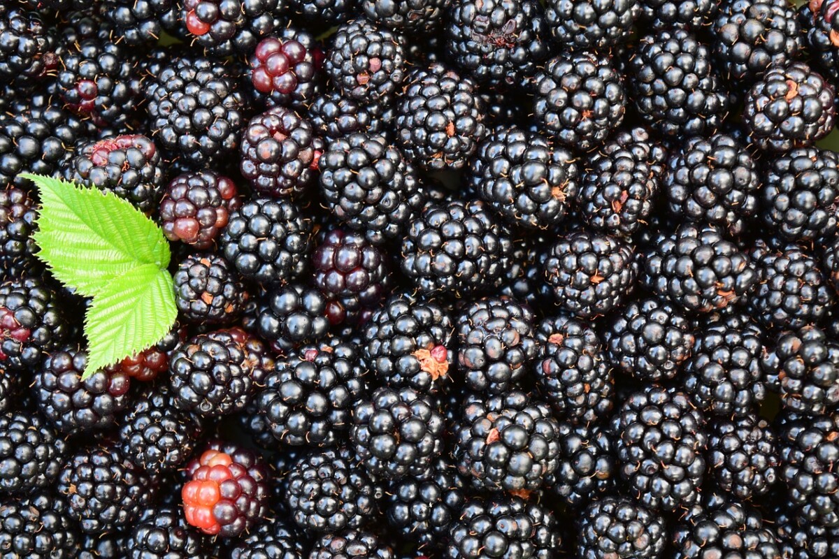 ISPLATIV UZGOJ VOĆA Otkupna cena kupine biće veća od maline, moguće i do 500 dinara po klilogramu