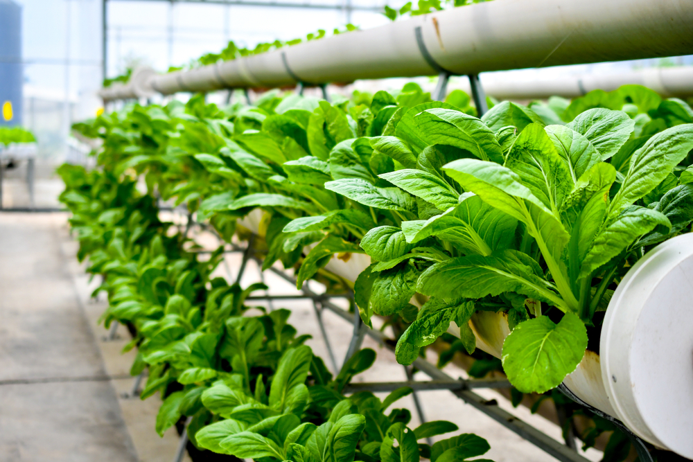 AKVAPONIJA JE BUDUĆNOST POVRTARSTVA Iz iste bašte i paradjz i šaran, revolucija u proizvodnji hrane pokraj Sombora