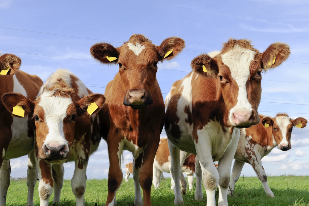 TELAD SVE VIŠE NA CENI Potražnja je velika, cena astronomski skočila - upozorenje farmerima