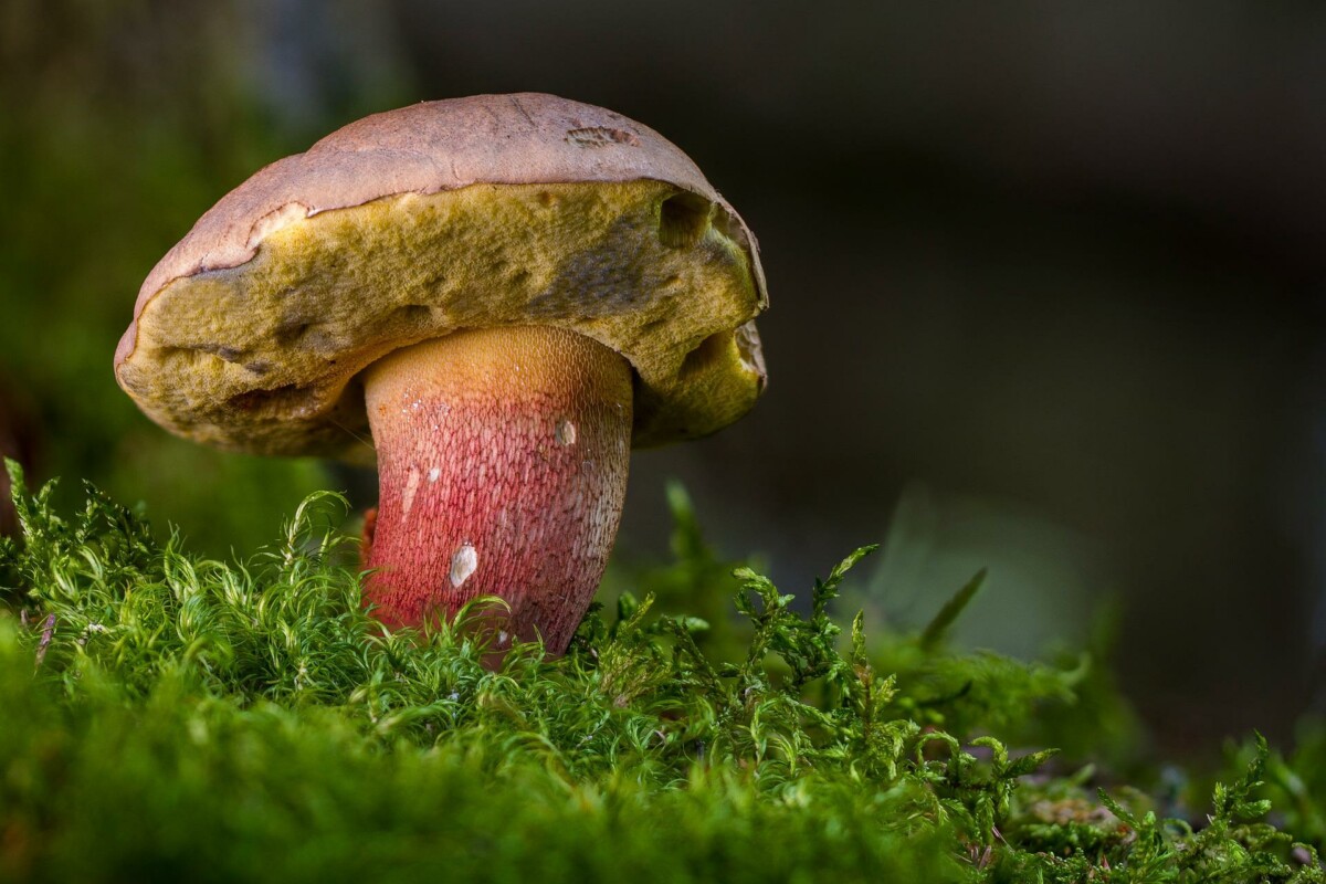 Nemci sa tržišta povukli vrganje iz Srbije - pronađen visok nivo pesticida