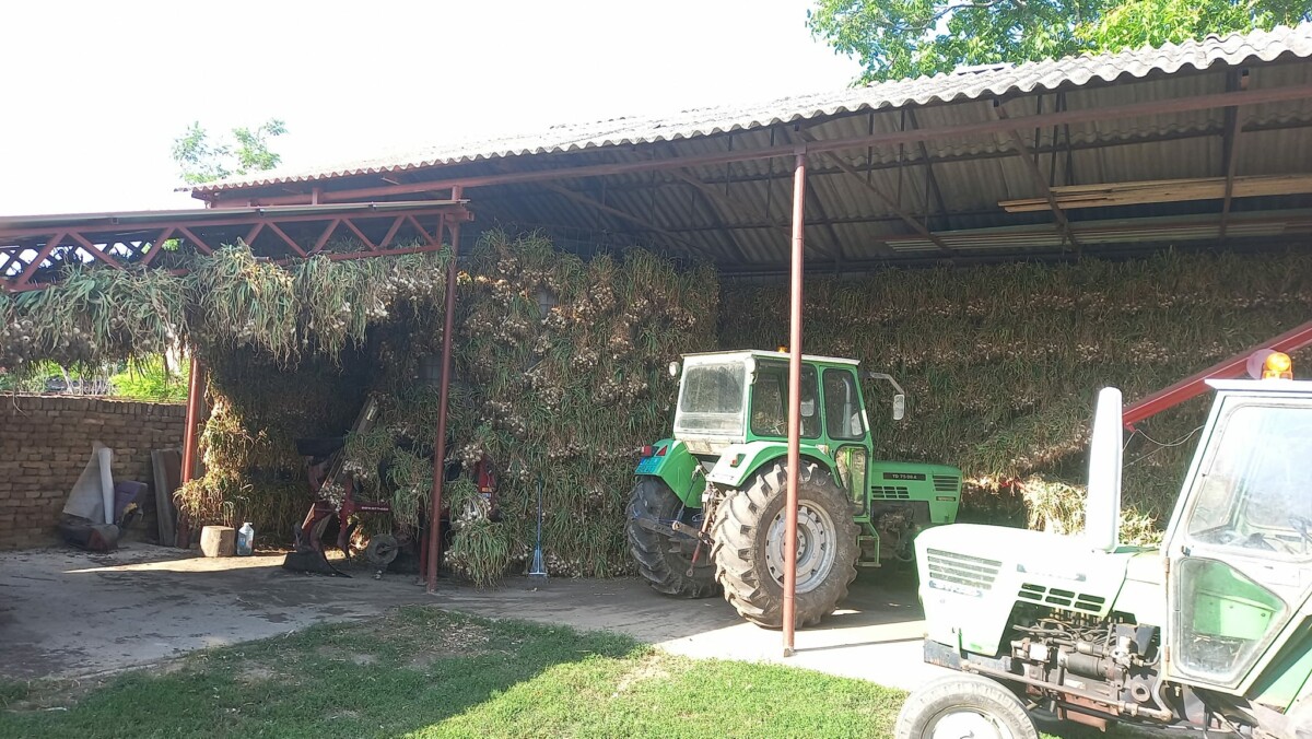 ZARADA PREKO 10.000 EVRA PO HEKTARU Naši ljudi sve više vole domaći beli luk, a ova začinska biljka sada predstavlja odličnu priliku za pokretanje agrobiznisa