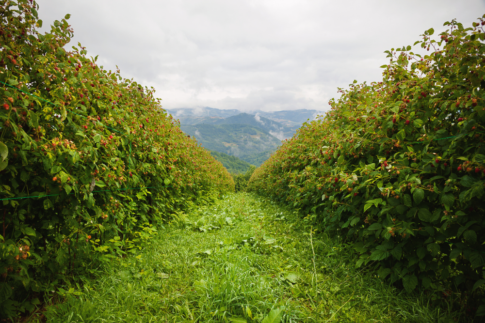 U JEKU ZRENJA MALINE Stabilno vreme prija malinjacima - koje cene se mogu očekivati ove sezone?