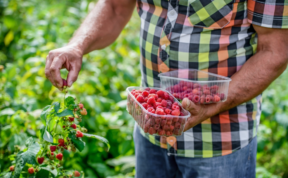 "CRVENO ZLATO" ZLATA VREDNO Počinje sezona berbe maline, cena obara prošlogodišnji rekord