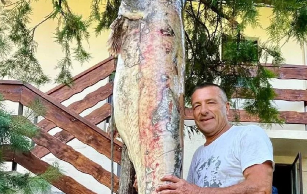 PORODIČNI REKORD - DUNAVSKA GRDOSIJA Čuveni beogradski alas sa sinom ulovio soma od 125 kila! (FOTO)