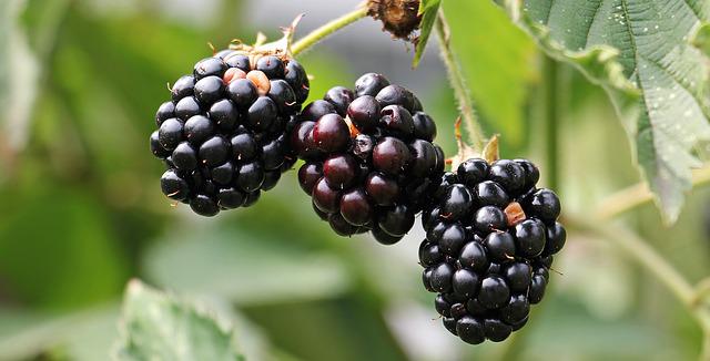 KO IH JE POSEKAO SADA SE GORKO KAJE Potražnja za kupinama sada veća nego za malinama - cena doživljava pravu ekspanziju