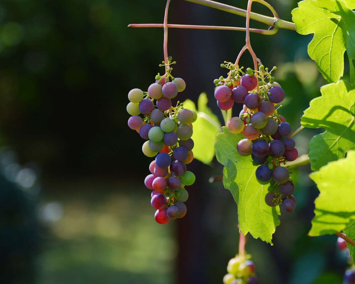 POČINJU DANI VINA U KARAĐORĐEVOM GRADU Oplenačka berba - Topolski vašar od 7. do 9. oktobra