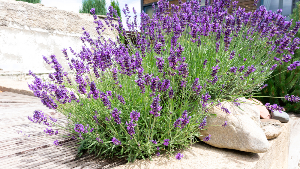 PRAVO LJUBIČASTO BLAGO Lavanda cveta dva puta godišnje, a dosta je korisna