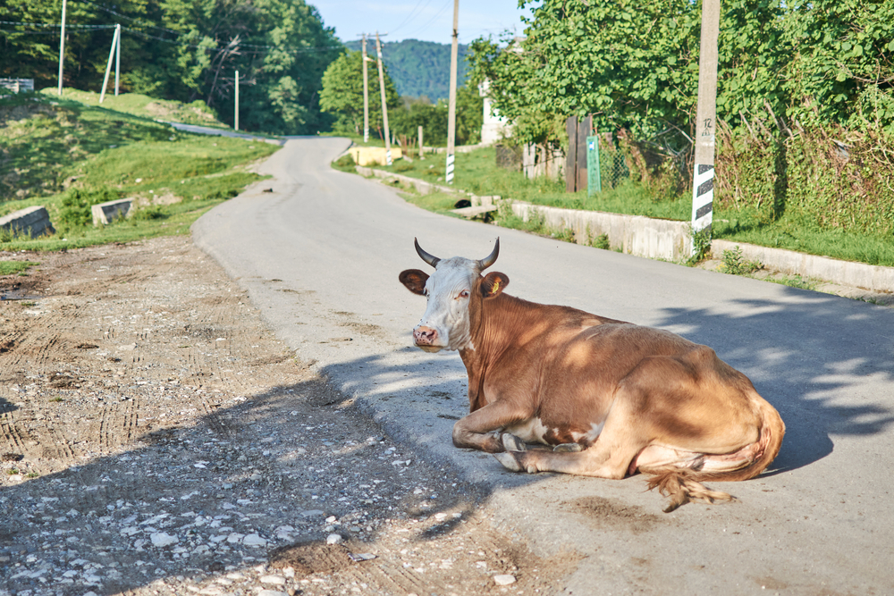 VRELINA TEŠKO PADA KRAVAMA Daju mnogo manje mleka i muče se - treba im hitno pomoći, dve stvari su ključne za njihov oporavak