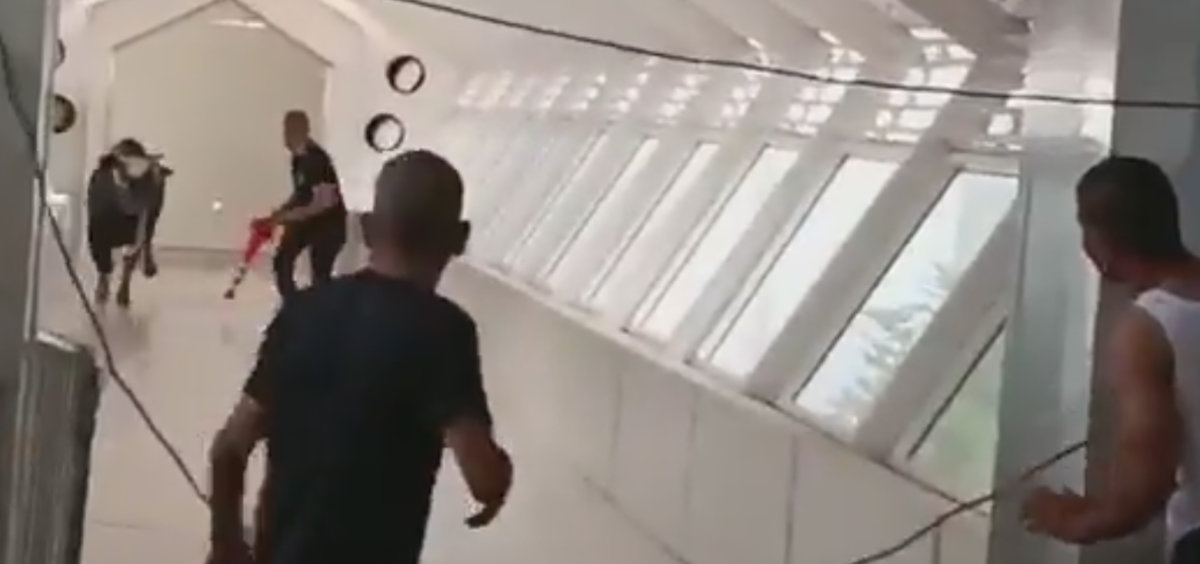 "ZALETEO SE KAO BIK" Životinja od nekoliko stotina kilograma pobegla vlasniku pa uletela pravo u banku - obezbeđenje nije znalo šta ih je snašlo (VIDEO)