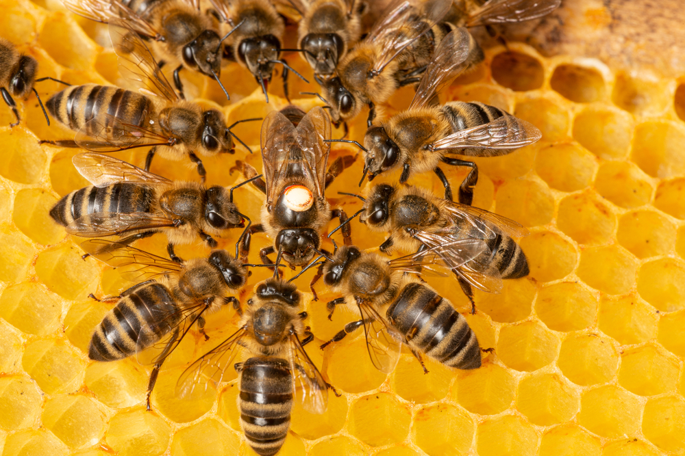 „OVO JE ZA ZATVOR!” Očajni pčelar podelio fotografiju uginulih pčela - pomor zbog pesticida (FOTO)