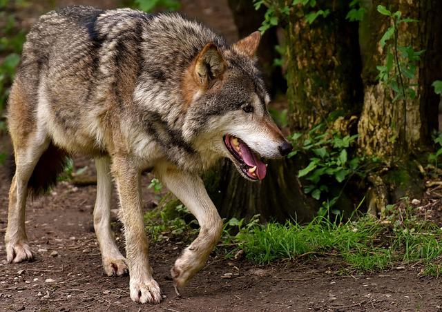 SLEDI ODSTREL DVA MLADA VUKA Švajcarska morala da odobri odluku, bez obzira na zakon