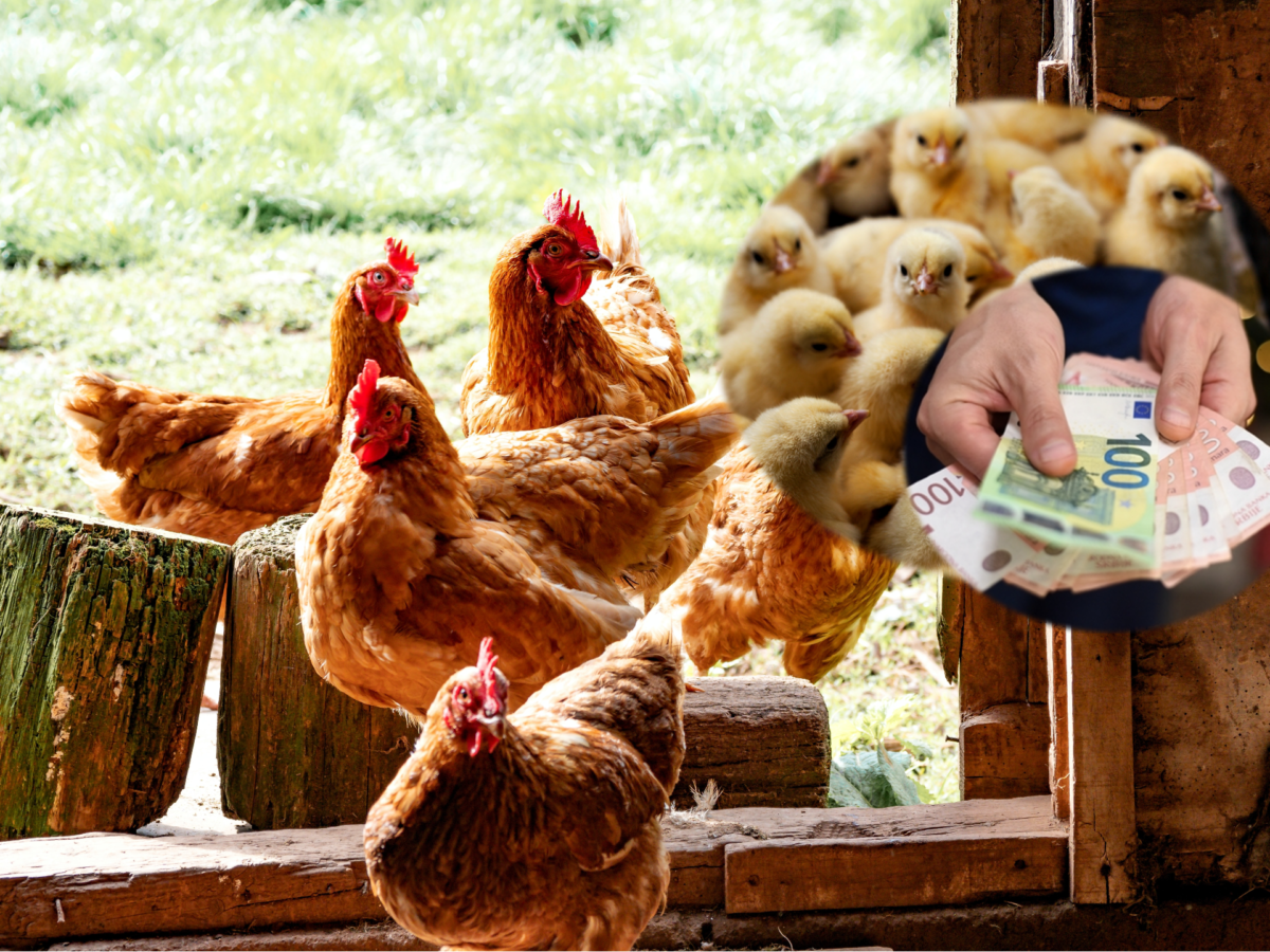 KRVAVO ZARAĐUJU NA PTIČJEM GRIPU Bizportal otkriva - farmeri lažiraju bolest živine, pa na pokolju pilića profitiraju i do 200.000 evra