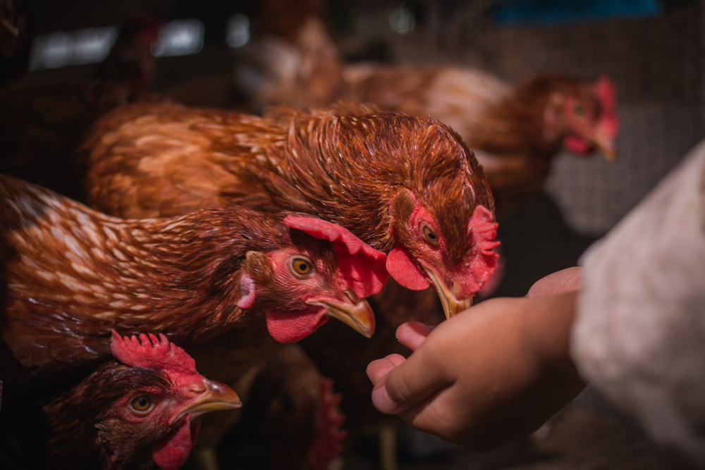 Stigli veliki problemi u Bosnu i Hercegovinu