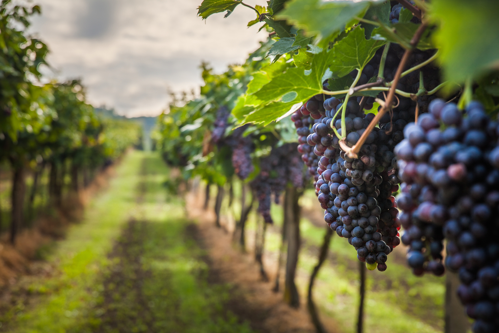 80 MILIONA DINARA ZA VOJVOĐANE Otvoren konkurs za voćare i vinogradare - sledi bespovratna pomoć