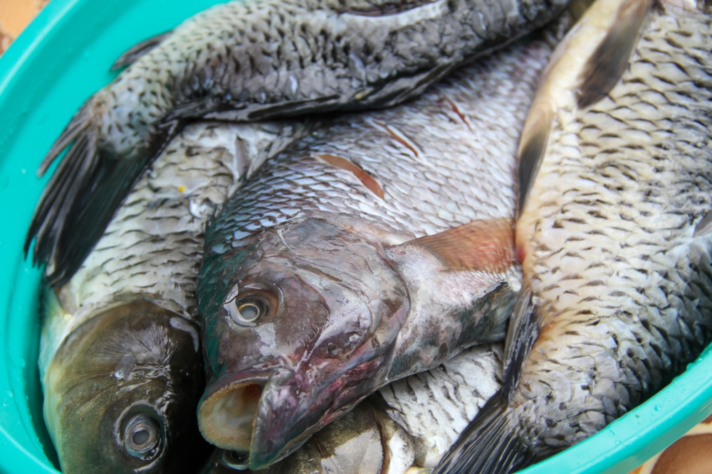 Riba za vernike postaje luksuz - Počeo Gospojinski post, a cena pojedinih vrsta ide i do 4.000 dinara