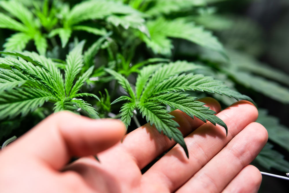 ŽELE DA LEGALIZUJU KANABIS, ALI... Upozorenje Ujedinjenih nacija - to je dobra prilika za crno tržište