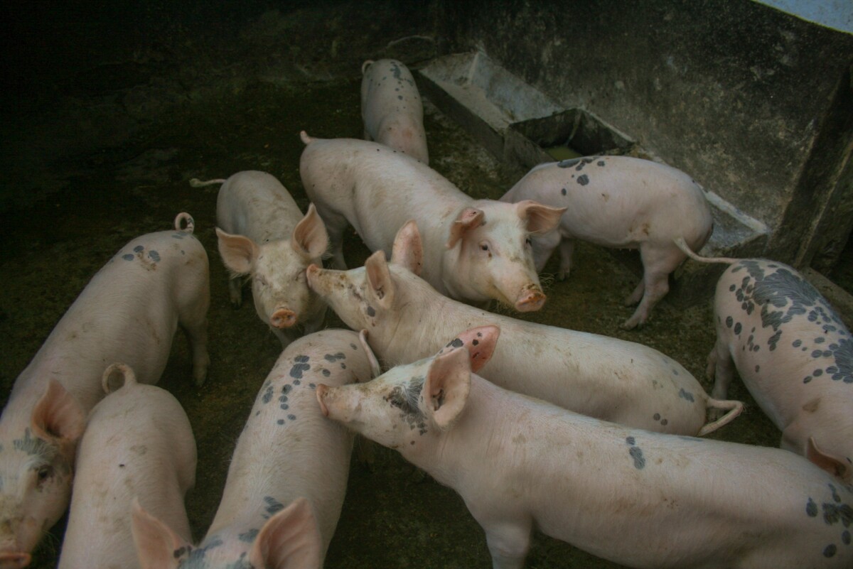 AFRIČKA KUGA ZABRINULA GRAĐANE Farmeri moraju da prijave bolest po svaku cenu - tako se sprečava mnogo veći problem