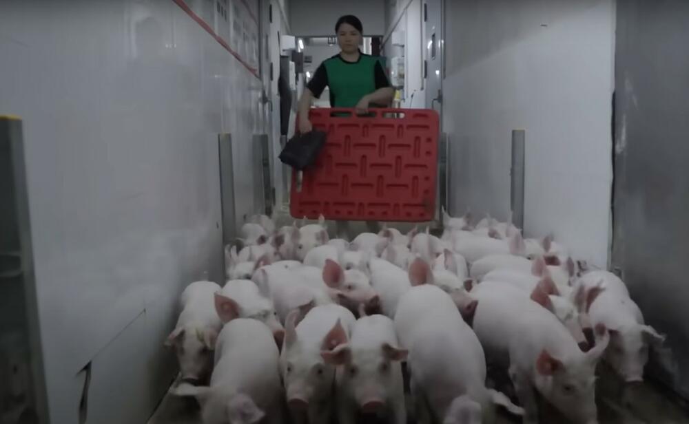 RADNICI NE IDU KUĆAMA Uzgajaju jeftinu svinjetinu, a uslovi rada kao u NASI - kontrolni punktovi i život u karantinu