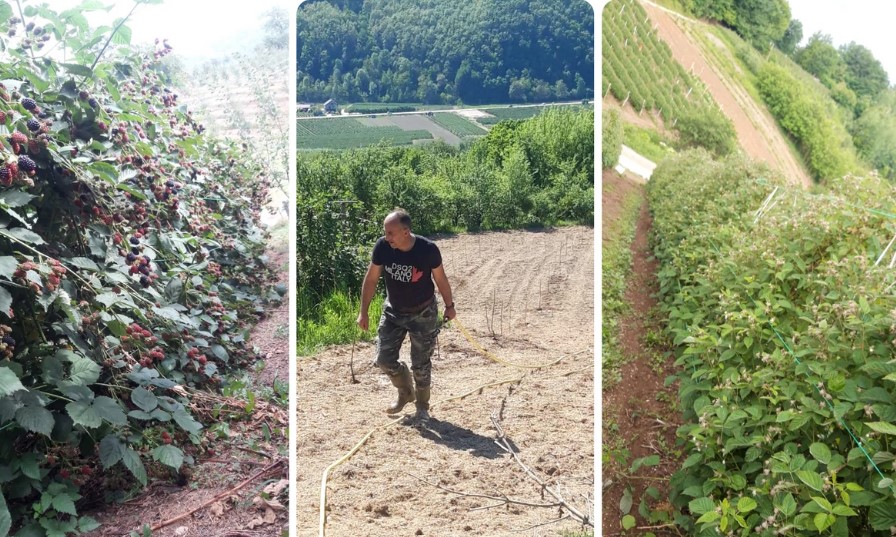 RASTAO BEZ STRUJE I VODE, A SAD GAJI MALINE I KROMPIR Nemaština je Dobrivoja vukla u napredak