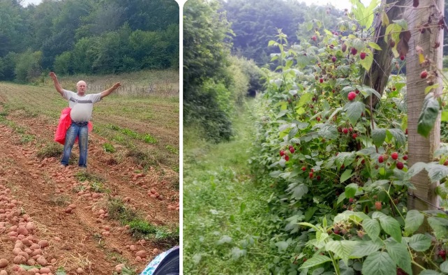 OVO JE BOGOM DAN KRAJ ZA KROMPIR I MALINE "Hoćemo da širimo zasade, ali ne može bez plana i ulaganja" kaže Božidar iz Sinoševića