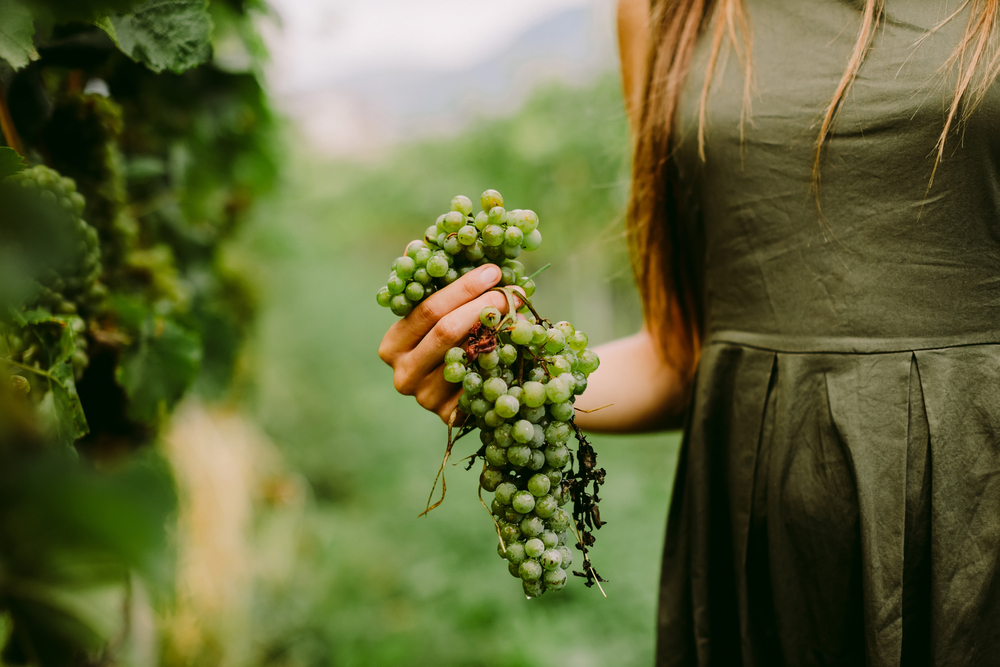 Vinograd otpušta 80 odsto radne snage - suša je kriva za otkaze