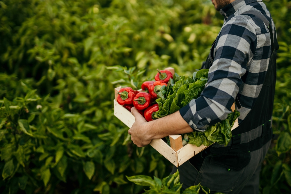 Tone paprika, krastavaca i kupusa bačeno zbog niskih otkupnih cena