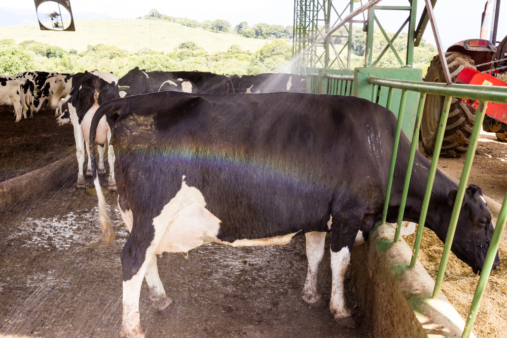 Životinje pate možda i više nego ljudi - šta je sve potrebno kako bi se spasile od vreline