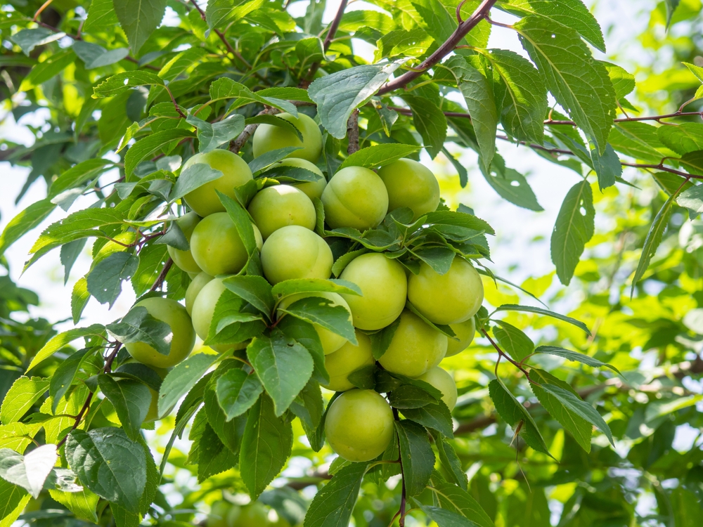 Ringlovi su na lošem glasu, a u stvari su šljive - i svakako treba da ih jedemo