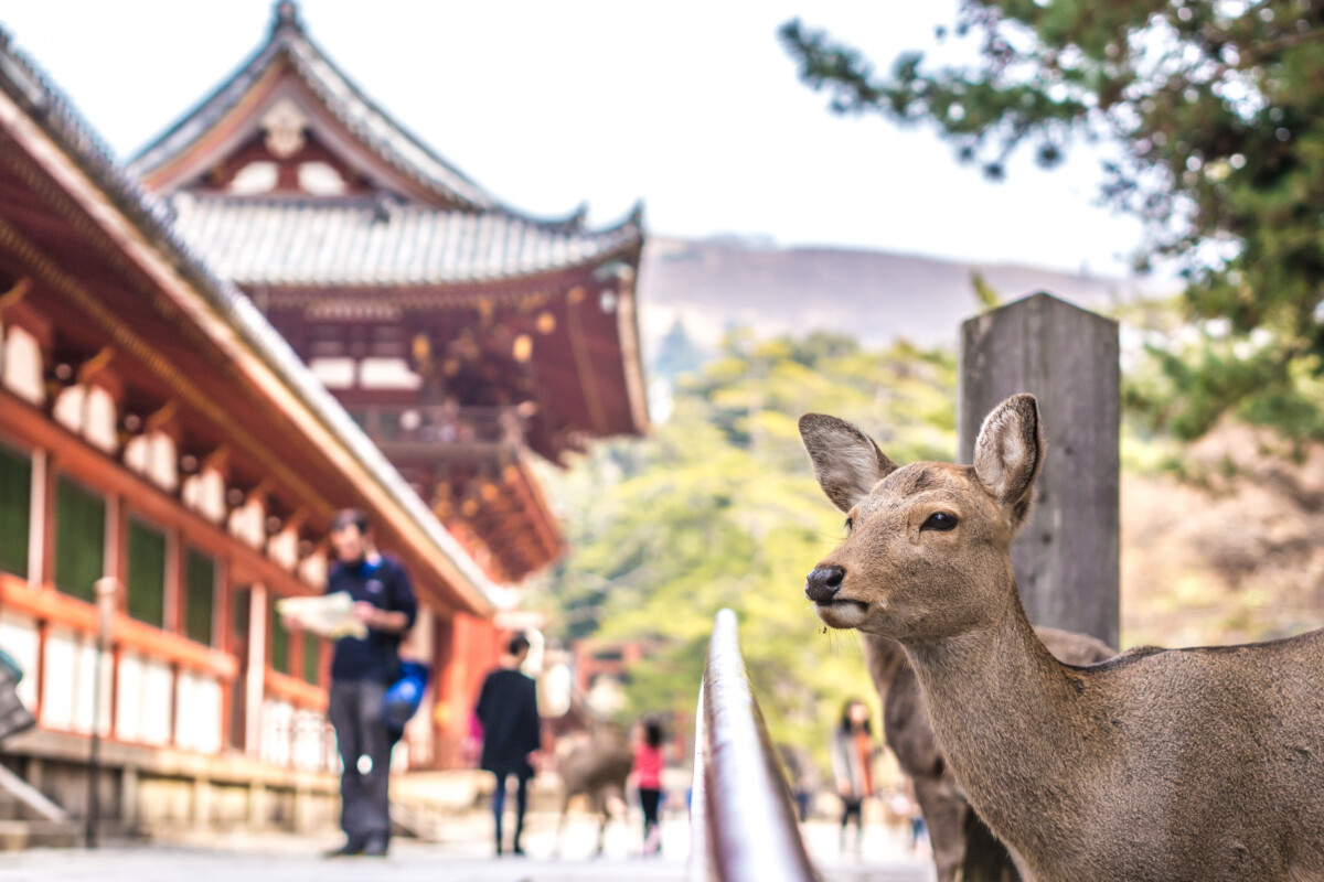 Japanu je muka od masovnog turizma - Ipak ima jedna grupa u drevnom gradu koja ga obožava