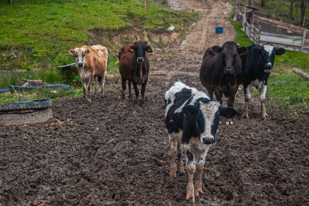 Stočni fond Srbije mora da se obnovi - nešto je do države, ali i farmeri mogu da doprinesu