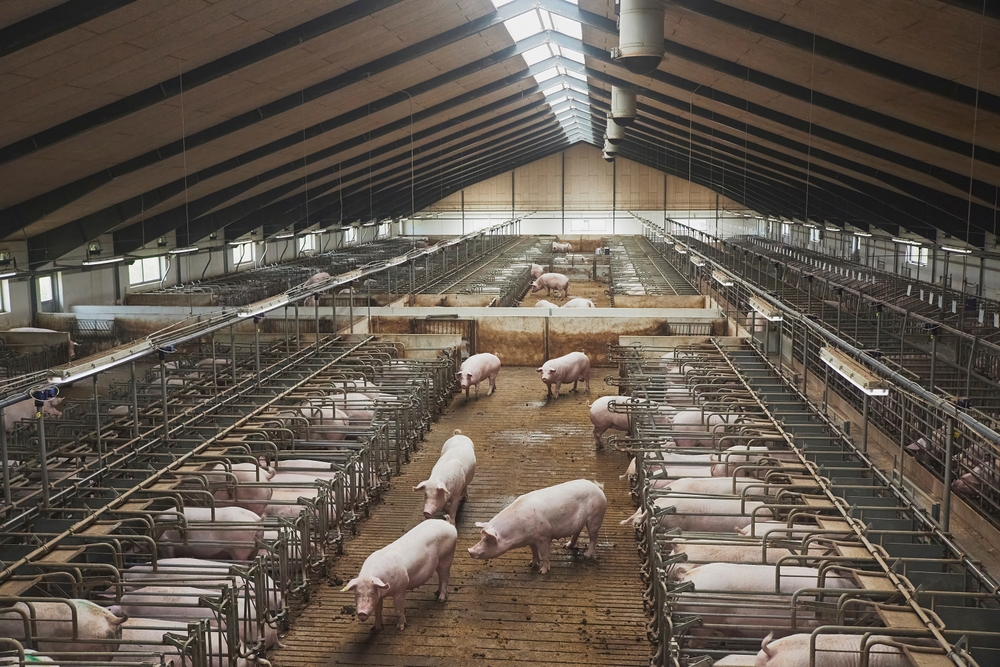 Detaljan pregled cena mesa u klanicama - pale cene ovaca, prasići nešto skuplji