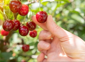 Komad trešnje 140 evra - Japanci su baš preterali