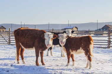 Šta stočari rade tokom zime? Evo kako se brinu o kravama