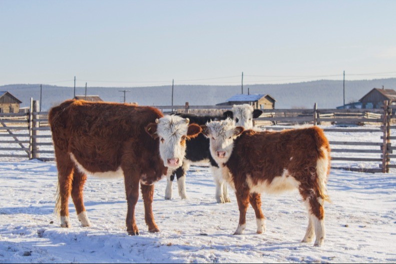 Šta stočari rade tokom zime? Evo kako se brinu o kravama