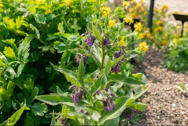 Za ovu biljku nije potrebno nikakvo ulaganje - brzo niče, a još brže donosi zaradu
