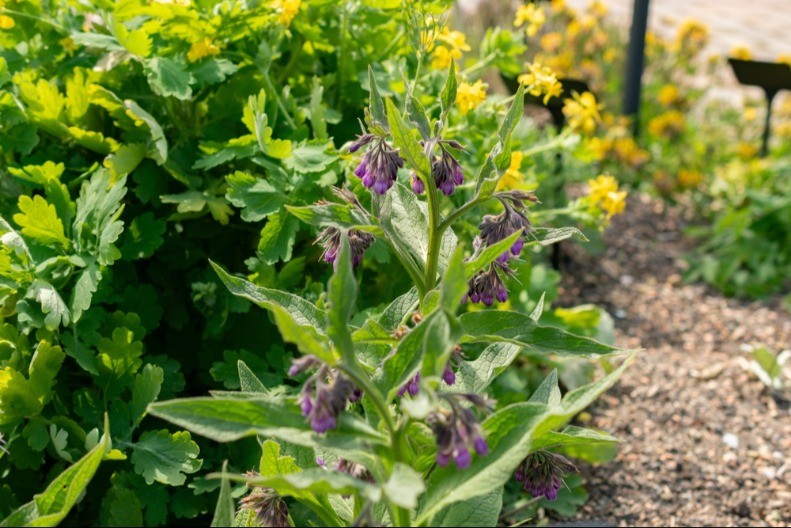 Za ovu biljku nije potrebno nikakvo ulaganje - brzo niče, a još brže donosi zaradu