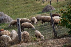 Stočari u panici, jagnjad sve skuplja - nije svejedno gde ih kupujete, cene se razlikuju