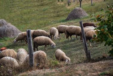 Stočari u panici, jagnjad sve skuplja - nije svejedno gde ih kupujete, cene se razlikuju
