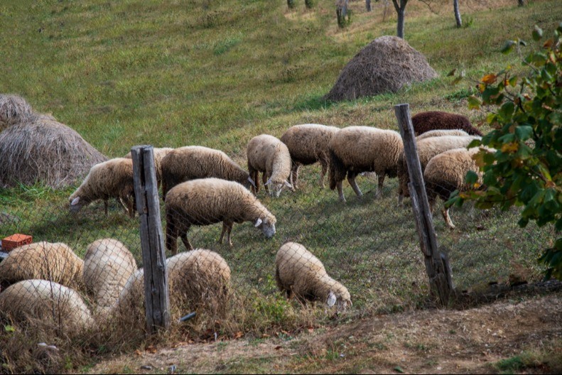 Stočari u panici, jagnjad sve skuplja - nije svejedno gde ih kupujete, cene se razlikuju