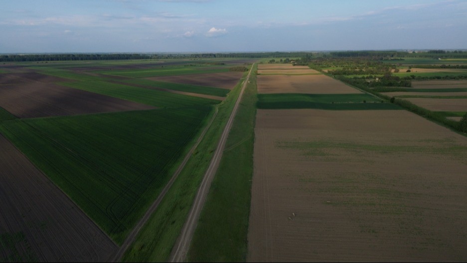 Posle sušne jeseni, sneg stigao u pravi čas - Evo u kakvom je stanju pšenica na njivama u Srbiji 