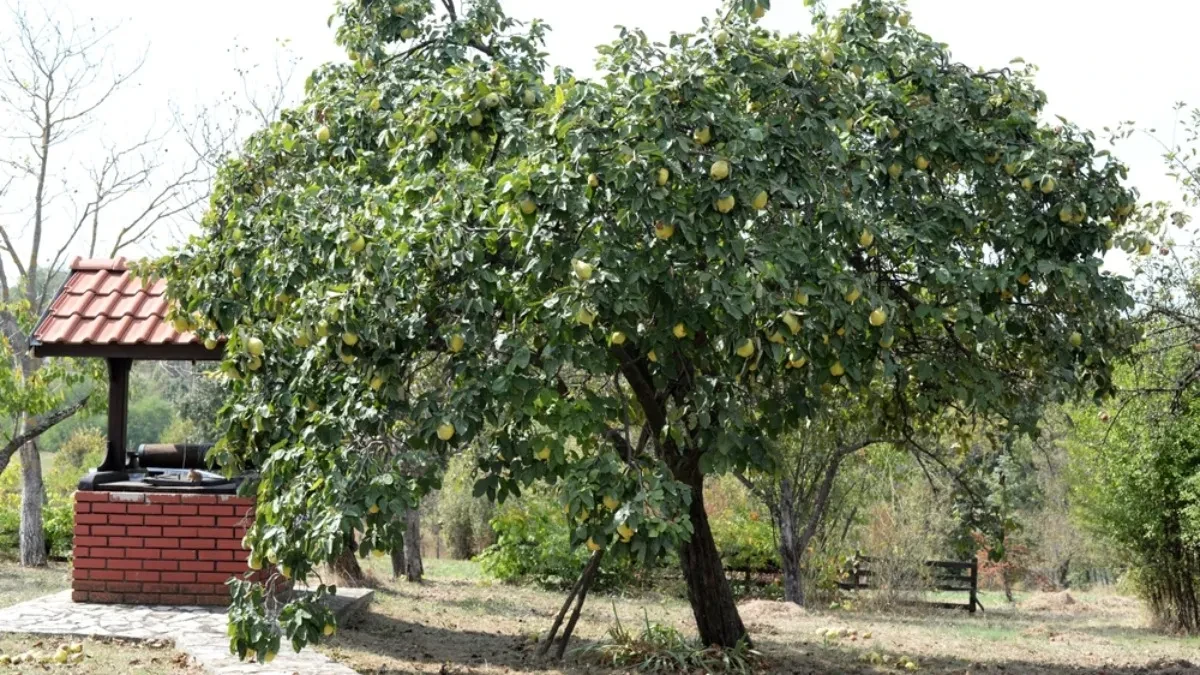 Za litar rakije potrebno je čak 10 kilograma dunja - koliko sada košta ovo voće