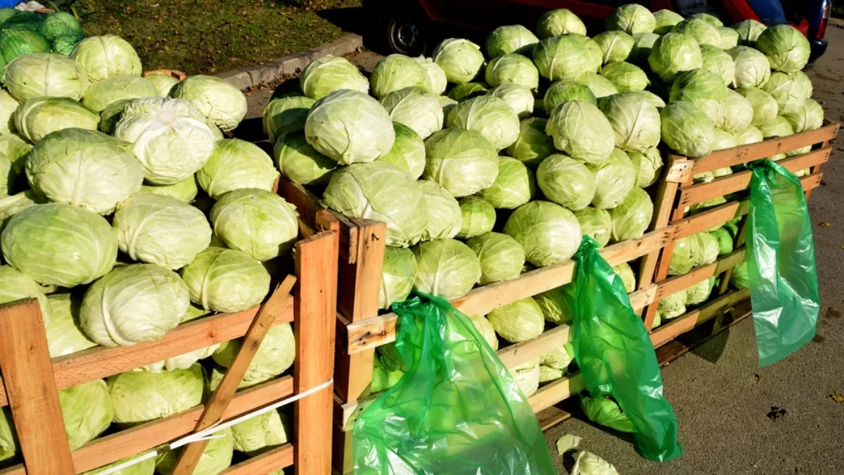 Za kiseli kupus treba vam bure, so i nekoliko hiljada dinara - detaljna računica za ovu jesen