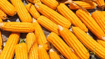 Kukuruz ove nedelje najtraženija žitarica na Produktnoj berzi - cena pšenice premašila 22 dinara 
